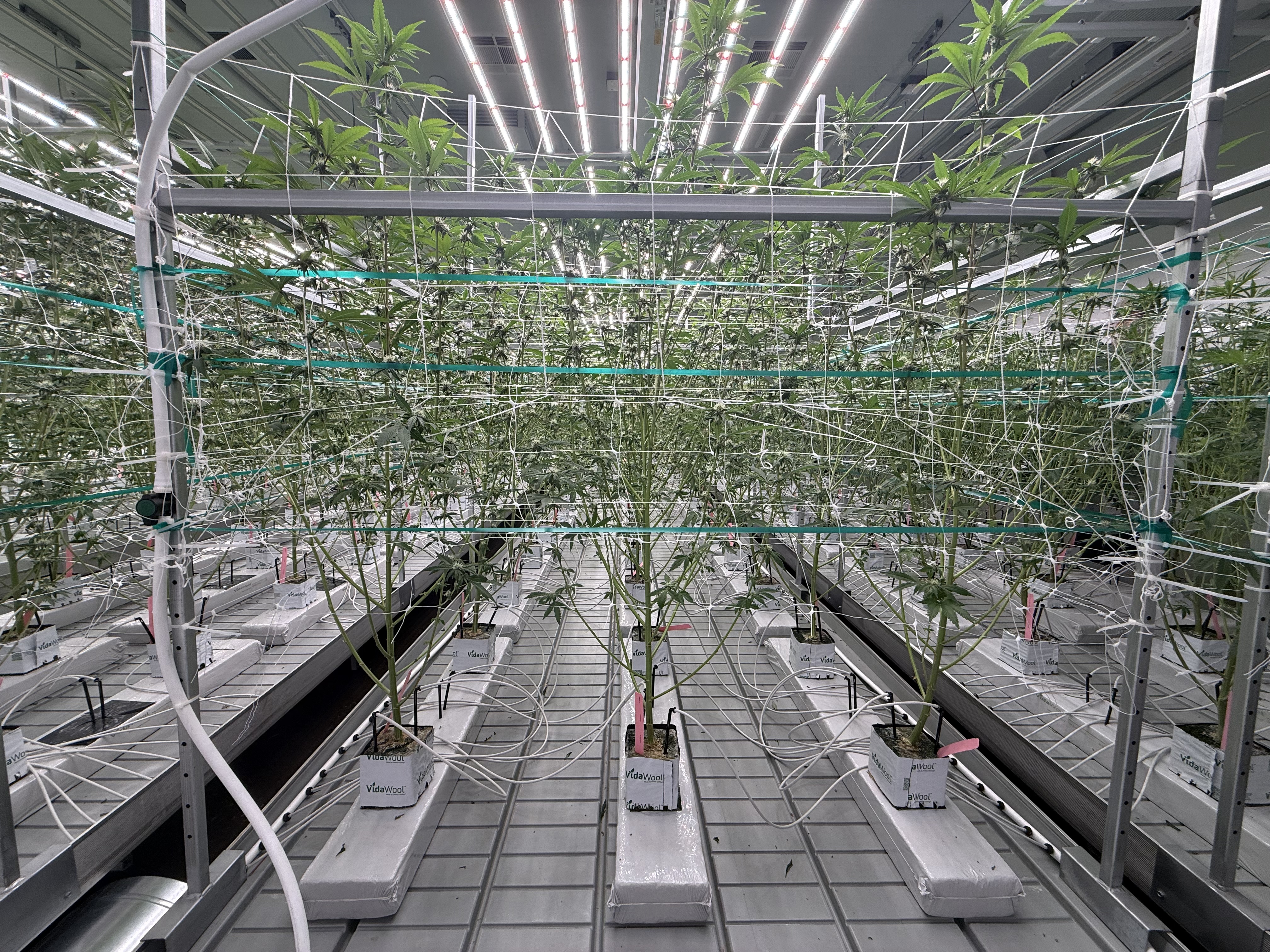 Flower room canopy under LED grid.