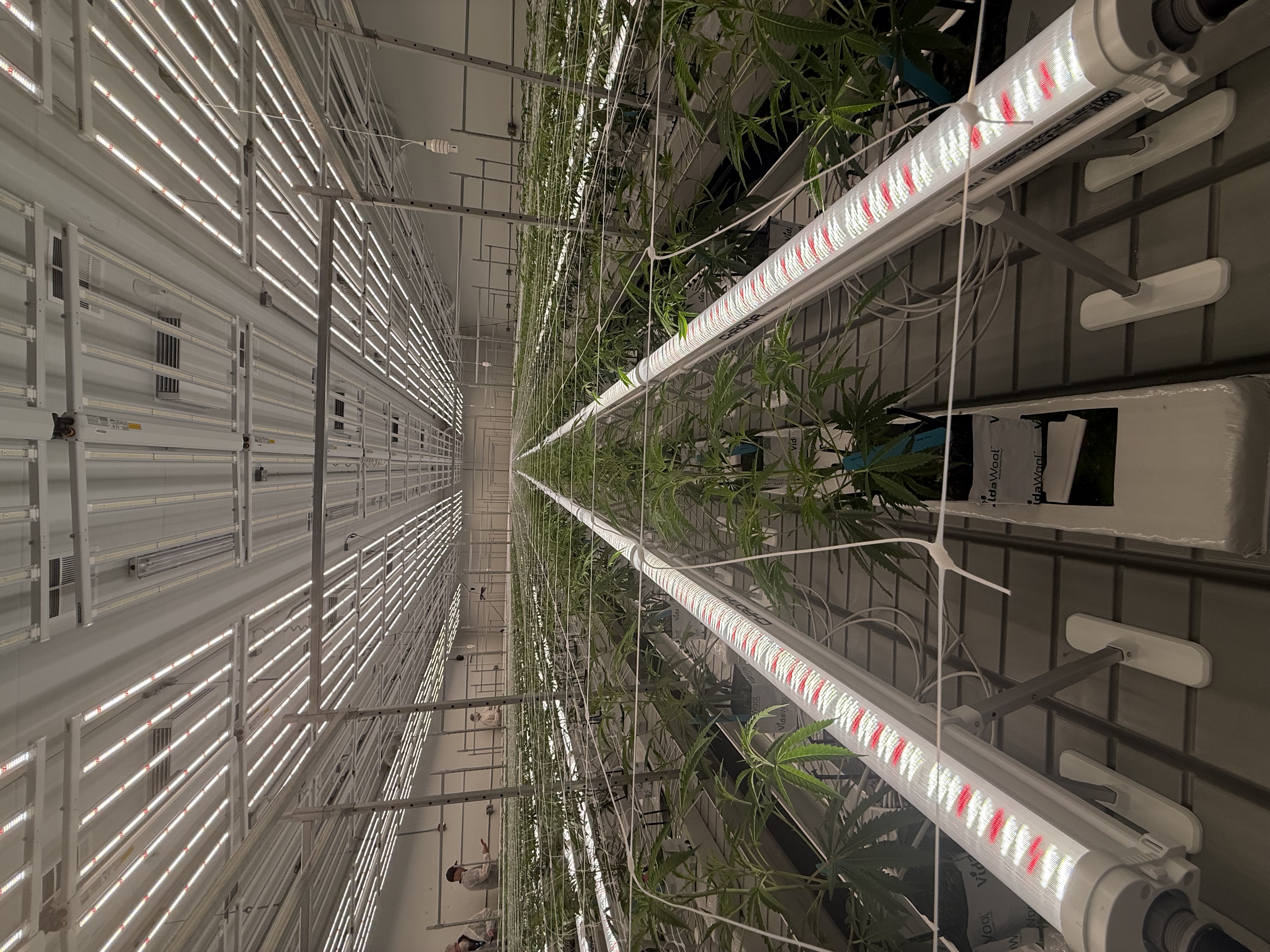 Long perspective down rows of canopy.