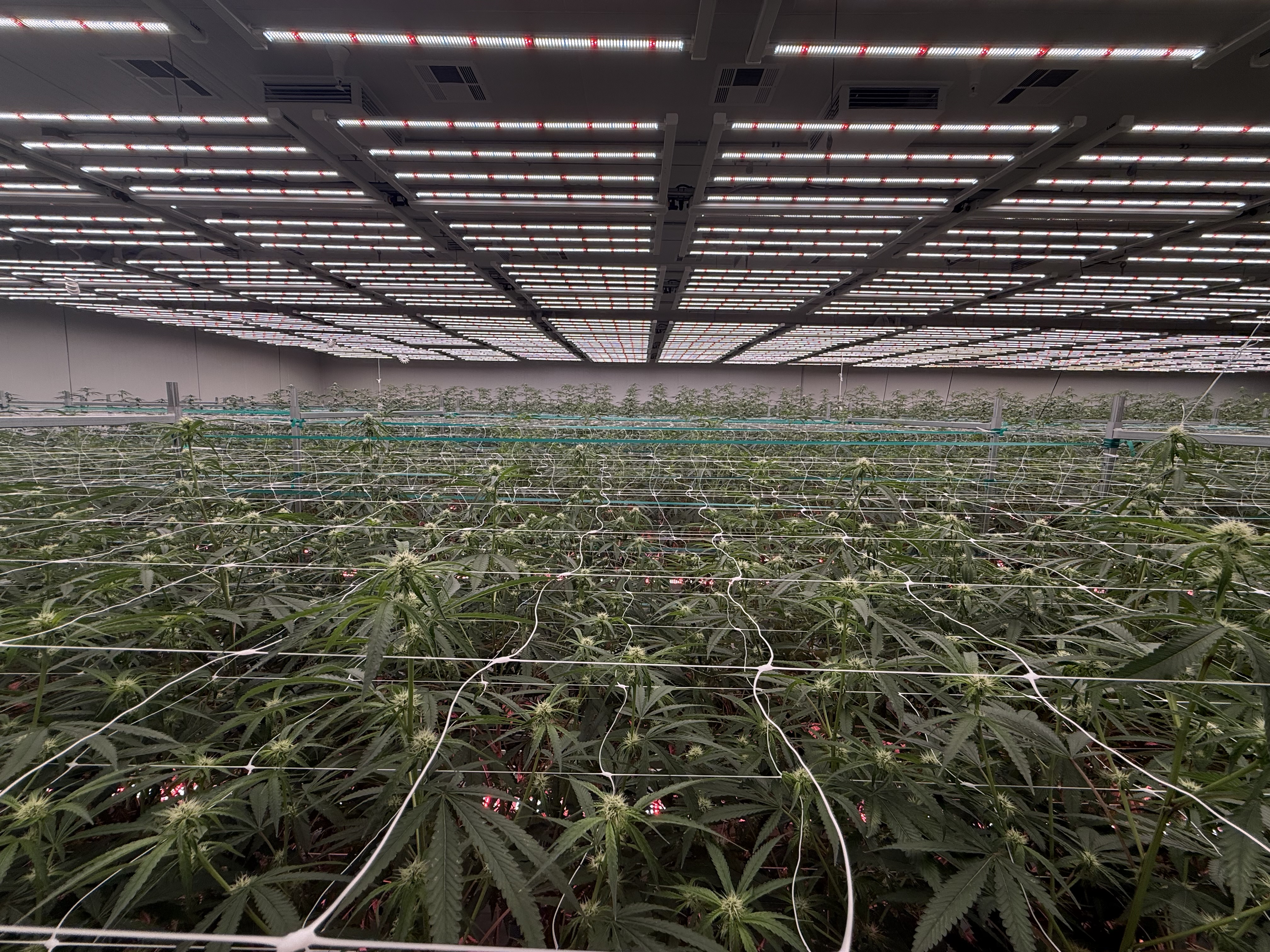 Wide low-angle canopy.