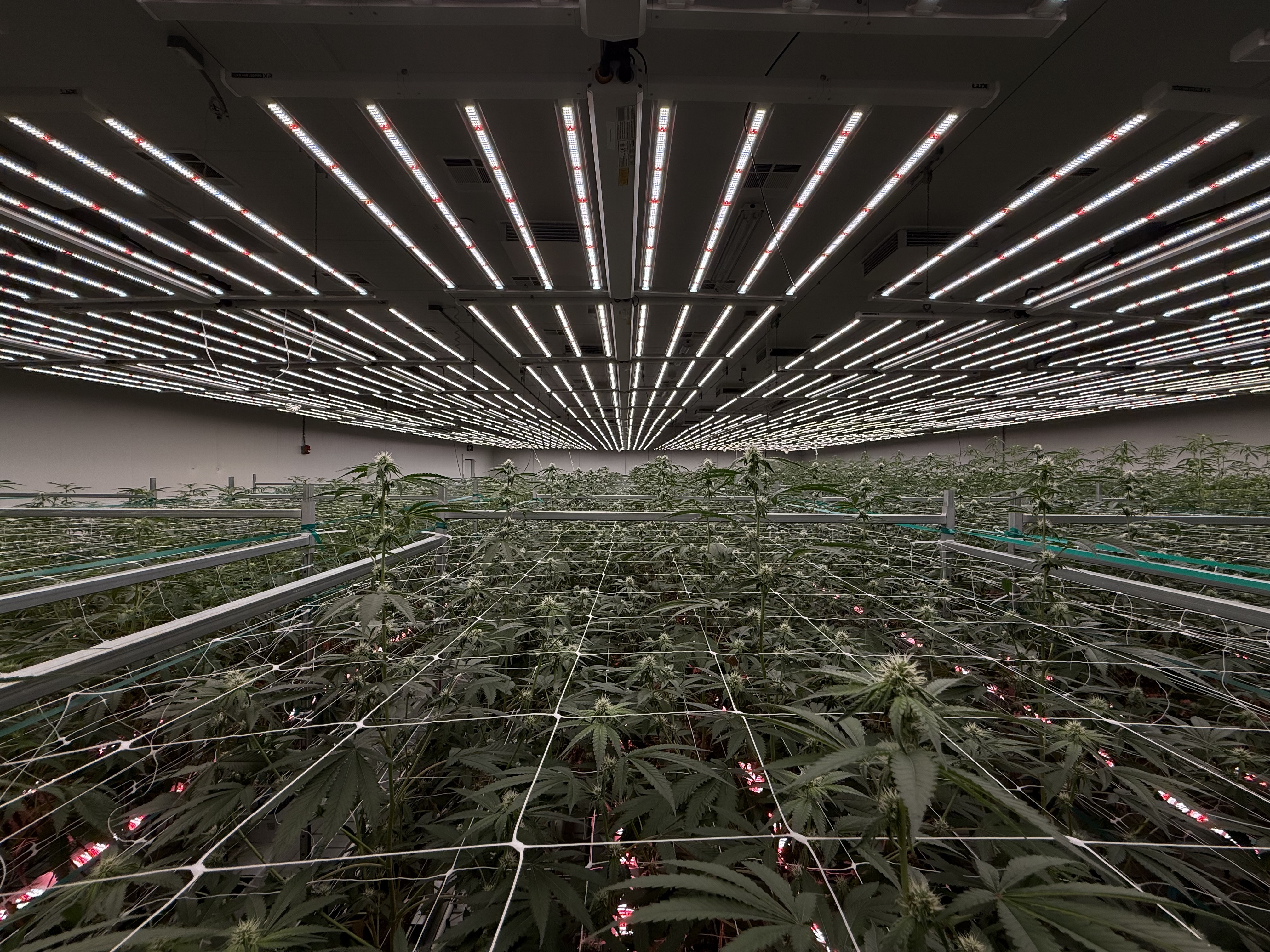 LED ceiling above canopy.
