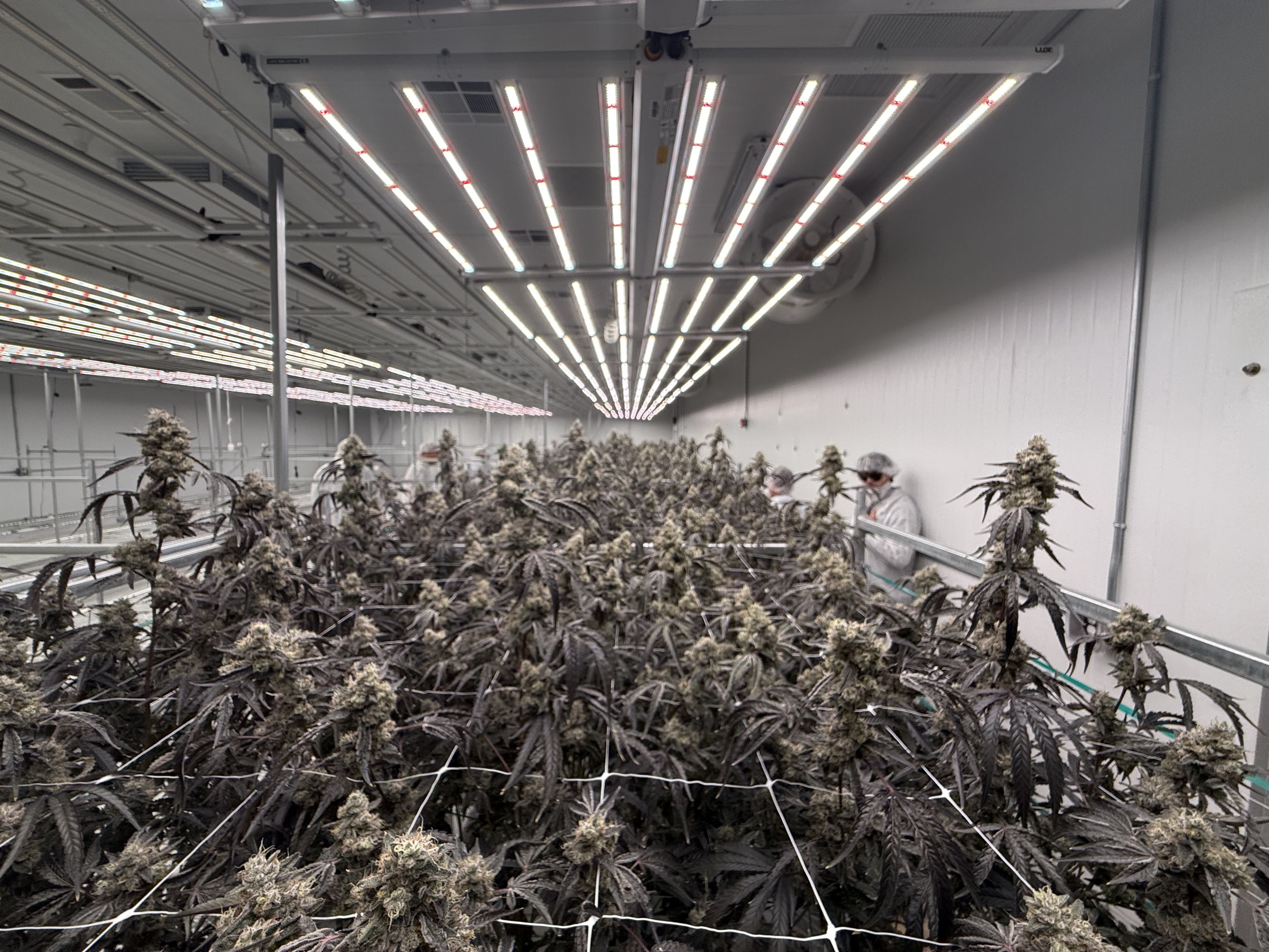 Late-flower close-up with team.