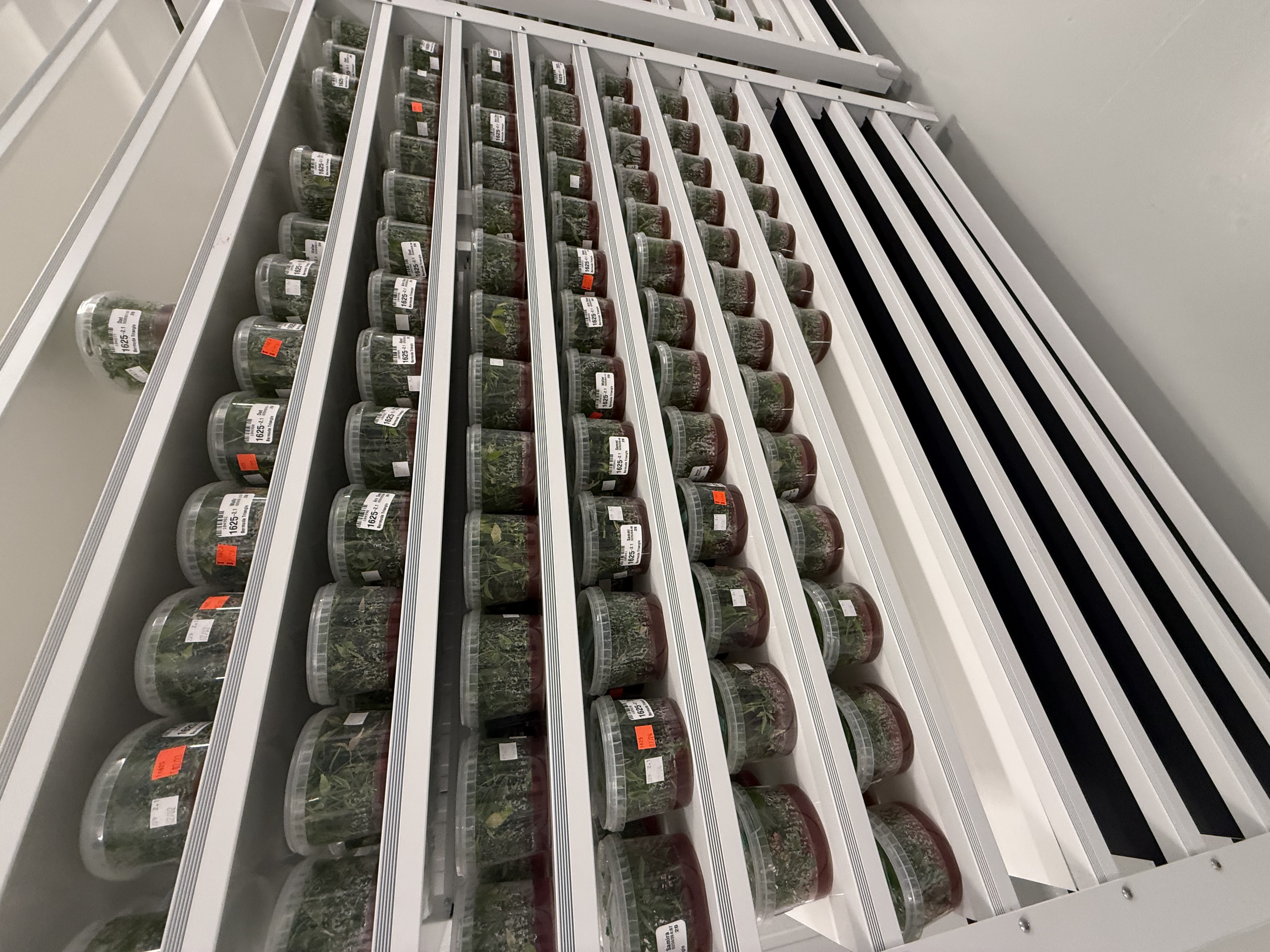 Tissue culture on racks.