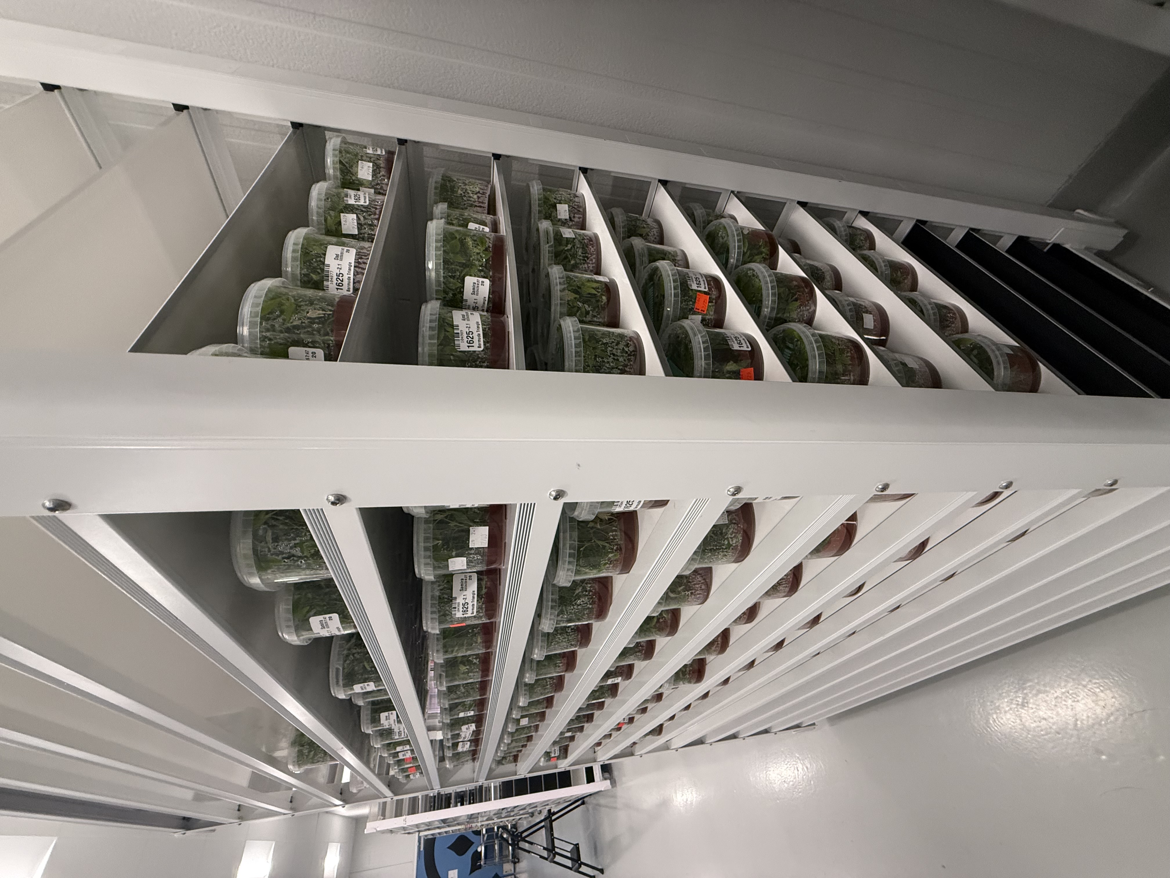 Tissue culture library.